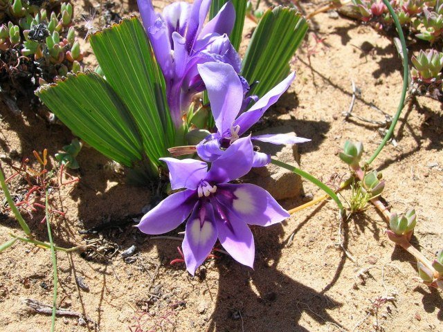 Babiana violet
